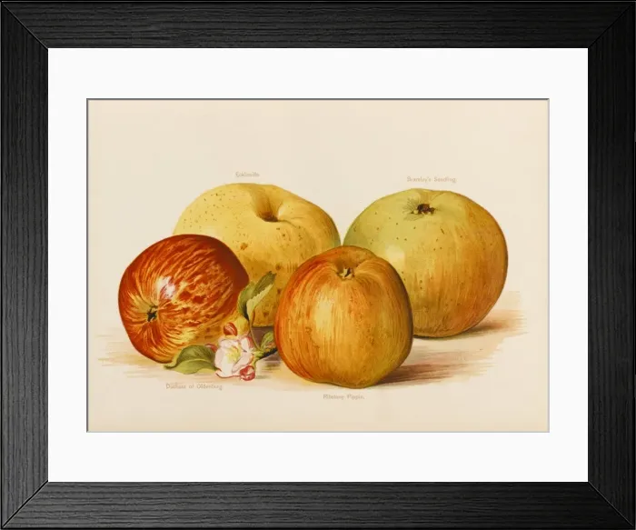 Framed Print : APPLES. Duchess of Oldenburg Ribstone Pippin (behind). Ecklinville Bramleys Seedling Framed Print : APPLES. Duchess of Oldenburg Ribstone Pippin (behind). Ecklinville Bramleys Seedling