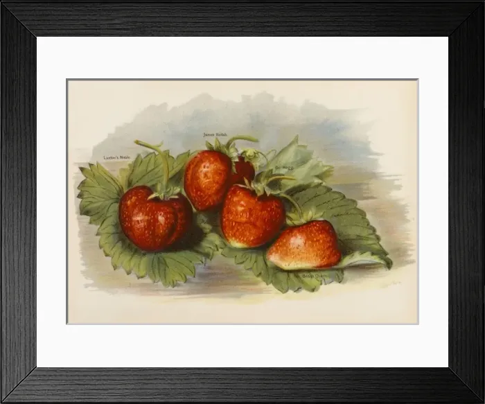 Framed Print : Strawberries Framed Print : Strawberries