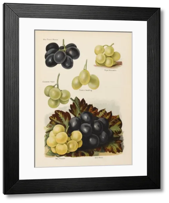 Framed Print : GRAPES. Mrs Pinces Muscat Royal Muscadine Chasselas Vibert Fosters Seedling Framed Print : GRAPES. Mrs Pinces Muscat Royal Muscadine Chasselas Vibert Fosters Seedling