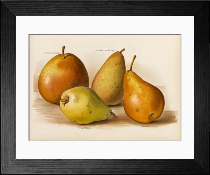 Framed Print : PEARS. Gansels Bergamot Van Mons Leon de Clerc Portugal Quince Durandeau Framed Print : PEARS. Gansels Bergamot Van Mons Leon de Clerc Portugal Quince Durandeau