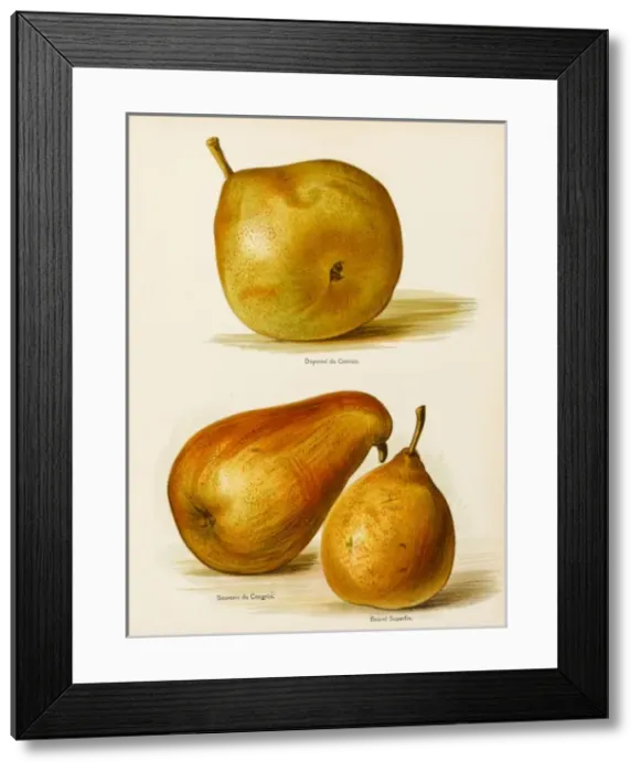 Framed Print : PEARS. Doyenne de Comice Souvenir du Congres Beurre Superfin Framed Print : PEARS. Doyenne de Comice Souvenir du Congres Beurre Superfin