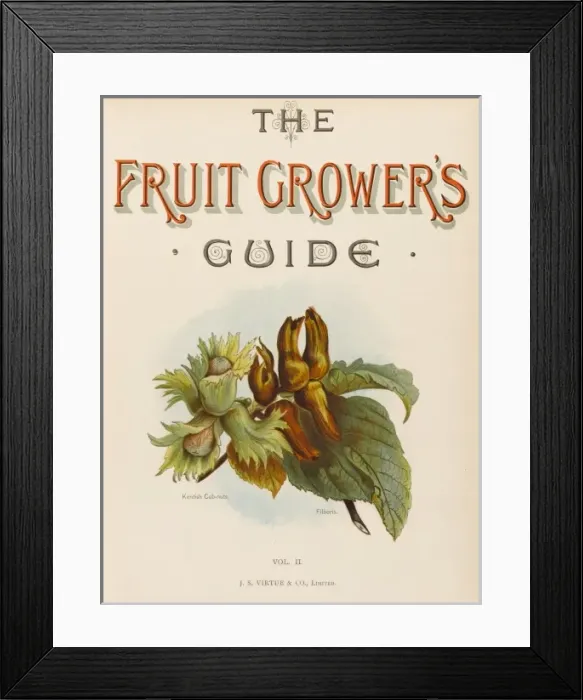 Framed Print : Cobnuts, Filberts Framed Print : Cobnuts, Filberts