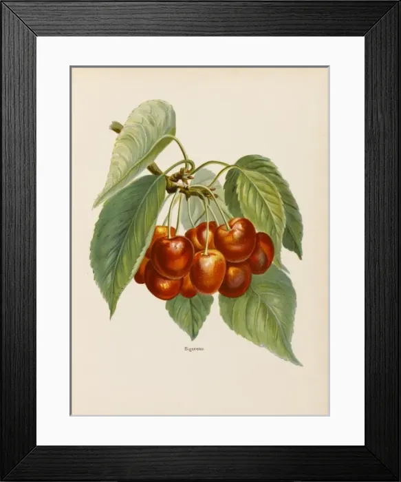 Framed Print : CHERRIES. Bigareau Framed Print : CHERRIES. Bigareau