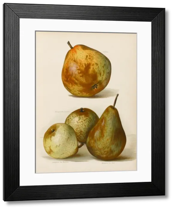 Framed Print : PEARS. Catillac Josephine de Maines Marechal de Cour Framed Print : PEARS. Catillac Josephine de Maines Marechal de Cour