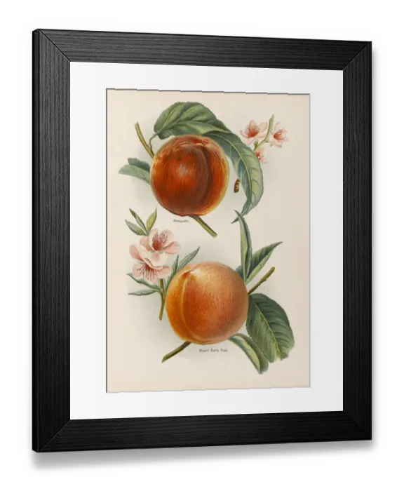 Framed Print : PEACHES. Alexander Rivers Early York, with blossom Framed Print : PEACHES. Alexander Rivers Early York, with blossom