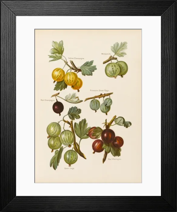 Framed Print : Gooseberries Framed Print : Gooseberries