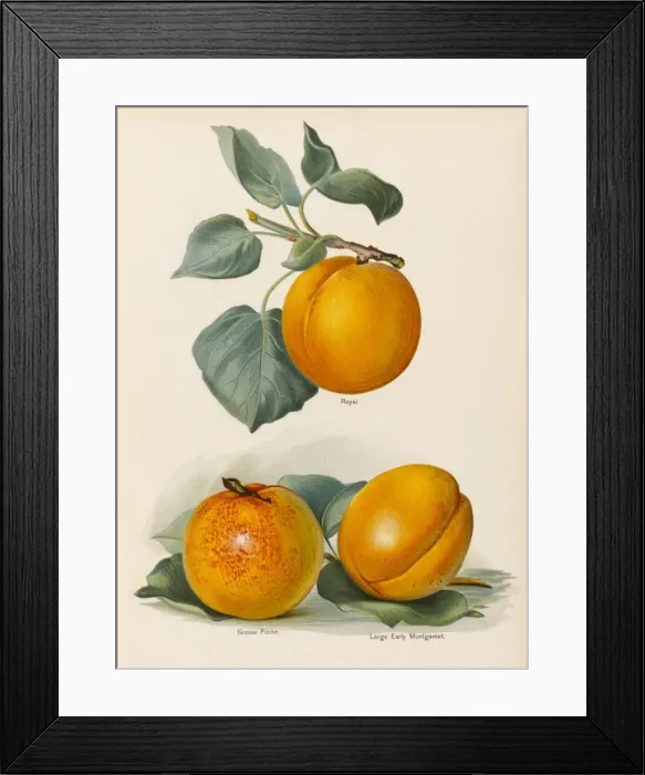Framed Print : APRICOTS. Royal Grosse Peche Large Early Montgamet Date: 1892 Framed Print : APRICOTS. Royal Grosse Peche Large Early Montgamet Date: 1892