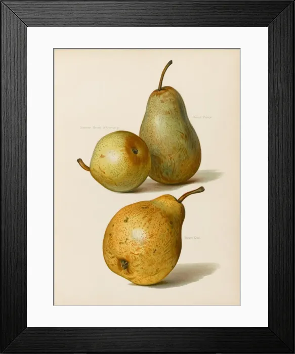Framed Print : PEARS. Summer Beurre d Aremberg Bwurre Diel Framed Print : PEARS. Summer Beurre d Aremberg Bwurre Diel