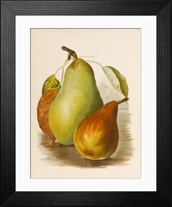 Framed Print : PEARS. Pitmaston Duchess Durondeau Framed Print : PEARS. Pitmaston Duchess Durondeau
