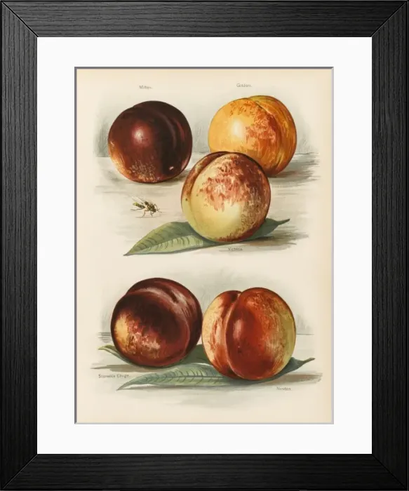 Framed Print : PEACHES. Milton Goldoni Victoria Stanwick Elruge Newton Framed Print : PEACHES. Milton Goldoni Victoria Stanwick Elruge Newton