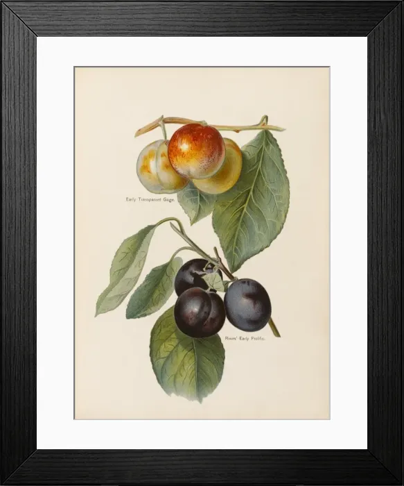 Framed Print : PLUMS. Early Transparent Gage Rivers Early Prolific Framed Print : PLUMS. Early Transparent Gage Rivers Early Prolific