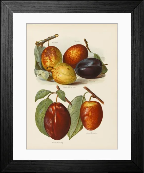 Framed Print : PLUMS. Jefferson Victoria Coes Golden Drop Diamond Ponds Seedling Autumn Compote