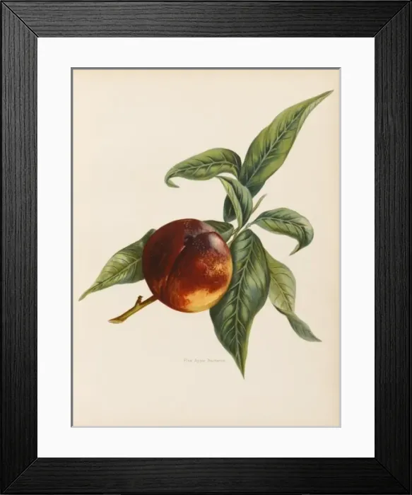 Framed Print : NECTARINE. Pine Apple Nectarine (Hows that for a confusing name !) Framed Print : NECTARINE. Pine Apple Nectarine (Hows that for a confusing name !)