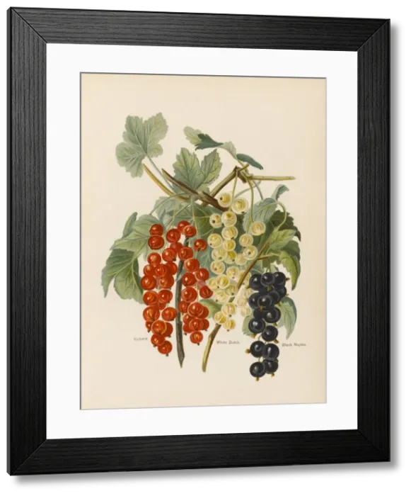 Framed Print : CURRANTS. Victoria (red currant). White Dutch Black Naples (black currant) Framed Print : CURRANTS. Victoria (red currant). White Dutch Black Naples (black currant)
