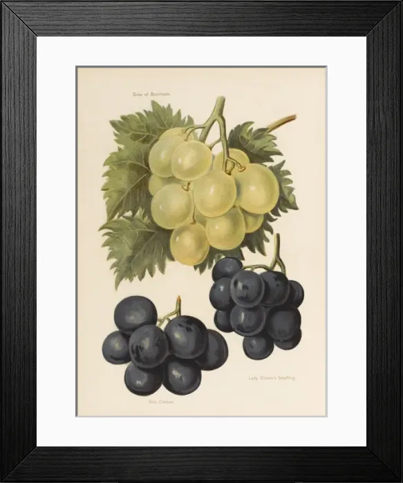 Framed Print : GRAPES. Duke of Buccleuch Lady Downes Seedling Gros Colman Framed Print : GRAPES. Duke of Buccleuch Lady Downes Seedling Gros Colman