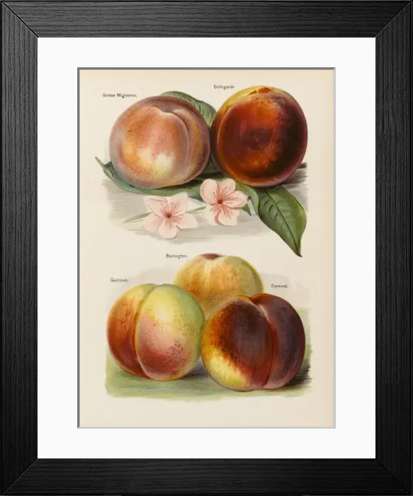 Framed Print : PEACHES. Grosse Mignonne Bellegarde Goshawk Barrington Dymond Framed Print : PEACHES. Grosse Mignonne Bellegarde Goshawk Barrington Dymond