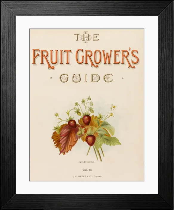 Framed Print : Alpine Strawberries Framed Print : Alpine Strawberries