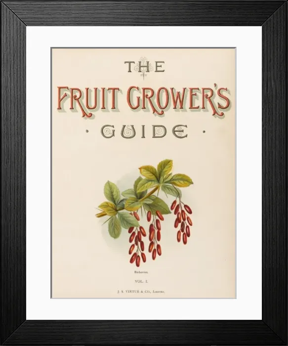 Framed Print : Barberry / Berberry Framed Print : Barberry / Berberry