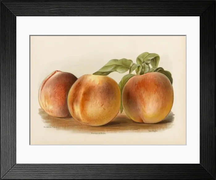 Framed Print : PEACHES. Nectarine Peach Princess of Wales Sea Eagle Framed Print : PEACHES. Nectarine Peach Princess of Wales Sea Eagle