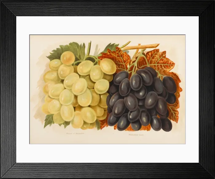 Framed Print : GRAPES. Muscat of Alexandria Madresfield Court Framed Print : GRAPES. Muscat of Alexandria Madresfield Court