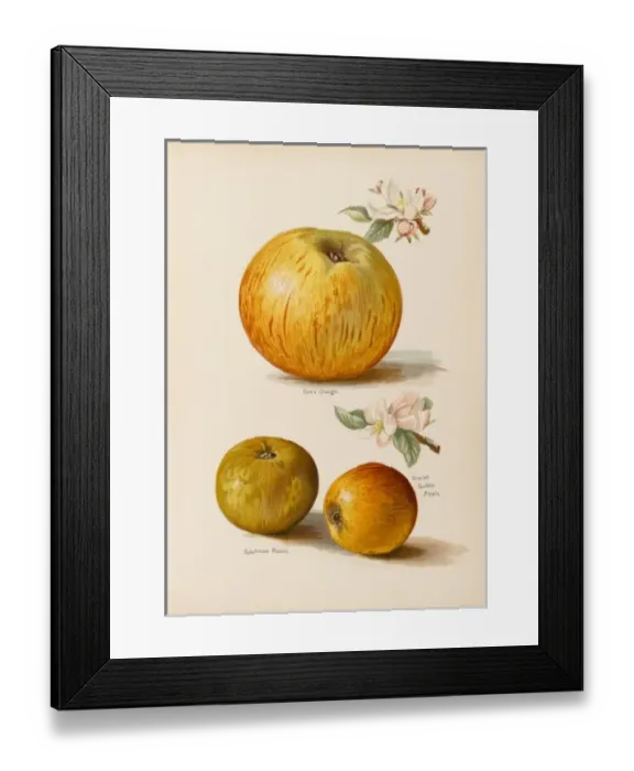 Framed Print : APPLES. Coxs Orange Sykehouse Russet Scarlet Golden Pippin Framed Print : APPLES. Coxs Orange Sykehouse Russet Scarlet Golden Pippin