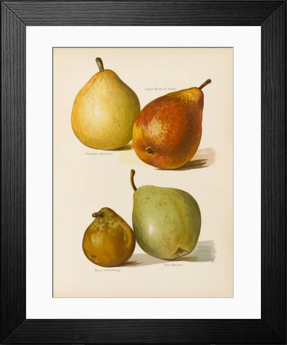 Framed Print : PEARS. Fondante d Automne Louise Bonne of Jersey Beurre d Aremberg Glou Morceau Framed Print : PEARS. Fondante d Automne Louise Bonne of Jersey Beurre d Aremberg Glou Morceau