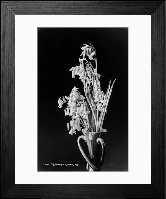 Framed Print : Bluebells in a Vase Framed Print : Bluebells in a Vase
