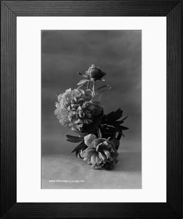 Framed Print : Peonies in a Vase Framed Print : Peonies in a Vase