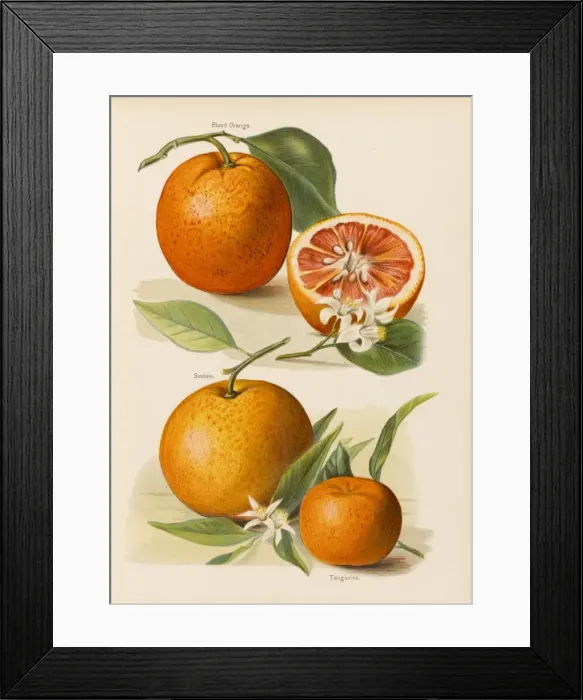 Framed Print : ORANGES. Blood Orange (with blossom). Sustain Tangierine Framed Print : ORANGES. Blood Orange (with blossom). Sustain Tangierine