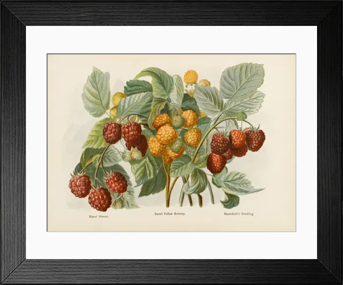 Framed Print : Raspberries Framed Print : Raspberries