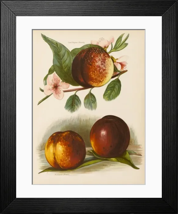 Framed Print : NECTARINES Framed Print : NECTARINES