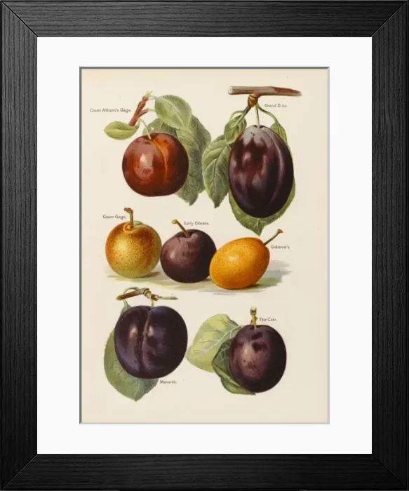 Framed Print : PLUMS. Count Altanns Gage Grand Duke Green Gage Early Orleans Gisbornes monarch, The Czar Framed Print : PLUMS. Count Altanns Gage Grand Duke Green Gage Early Orleans Gisbornes monarch, The Czar