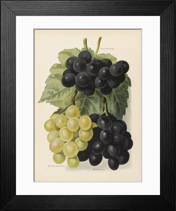 Framed Print : GRAPES. Black Hamburgh Buckland Sweetwater Black Alicante Framed Print : GRAPES. Black Hamburgh Buckland Sweetwater Black Alicante
