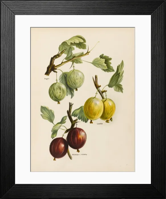 Framed Print : Gooseberries Framed Print : Gooseberries