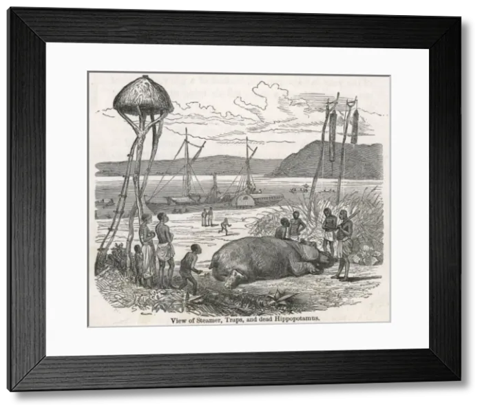 Framed Print : View of stamer, traps and dead hippo / Livingstone expedition Framed Print : View of stamer, traps and dead hippo / Livingstone expedition