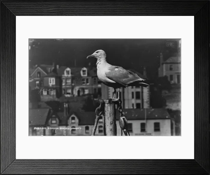 Framed Print : A Cornish Seagull Framed Print : A Cornish Seagull