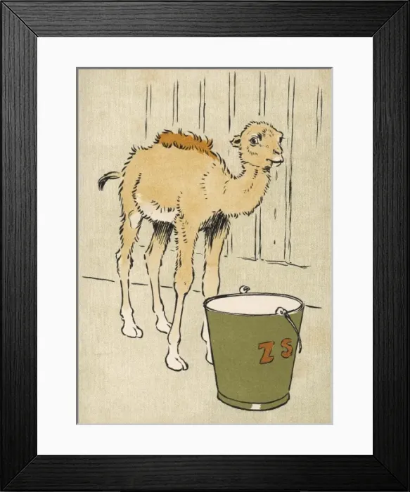 Framed Print : Baby Camel Dromedary Framed Print : Baby Camel Dromedary