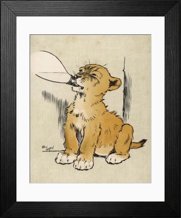 Framed Print : Lion Cub Drinks Milk Framed Print : Lion Cub Drinks Milk