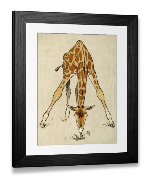 Framed Print : Baby Giraffe Aldin 1907 Framed Print : Baby Giraffe Aldin 1907
