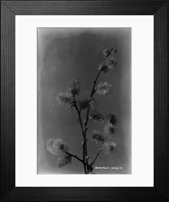 Framed Print : Palm Flowering Branch Framed Print : Palm Flowering Branch