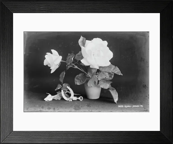 Framed Print : Elegant White Roses Framed Print : Elegant White Roses