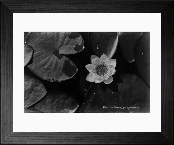 Framed Print : The Water Lily Framed Print : The Water Lily