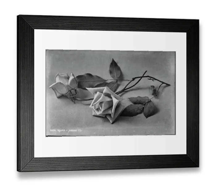 Framed Print : Elegant Roses Framed Print : Elegant Roses