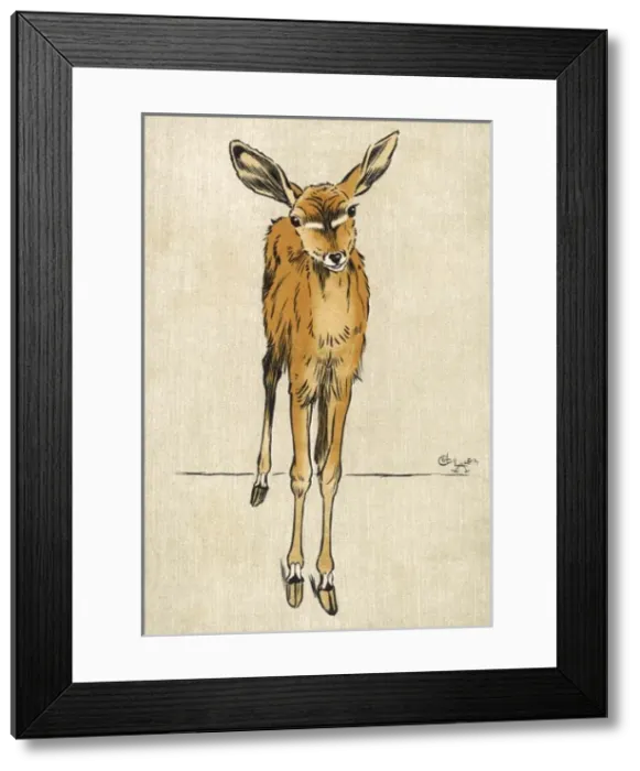 Framed Print : Kudu Antelope Aldin Framed Print : Kudu Antelope Aldin