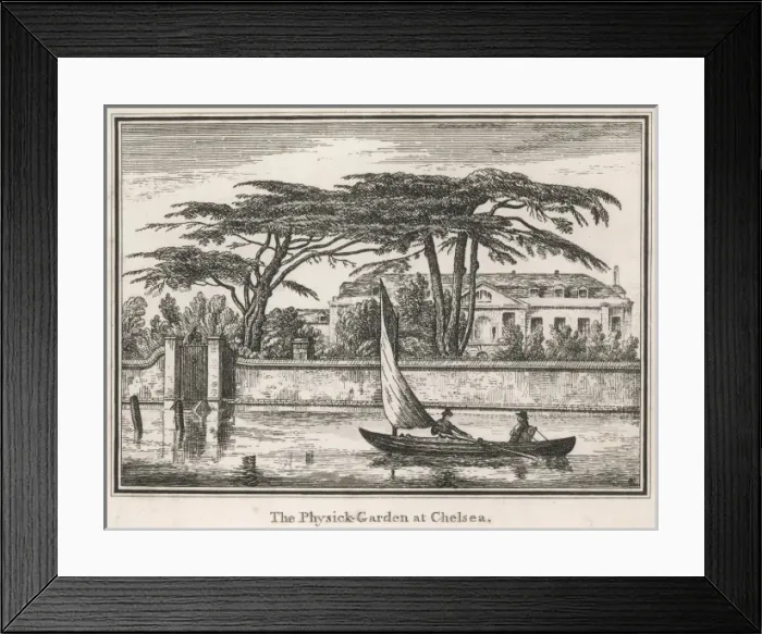 Framed Print : Chelsea Physick Garden Framed Print : Chelsea Physick Garden