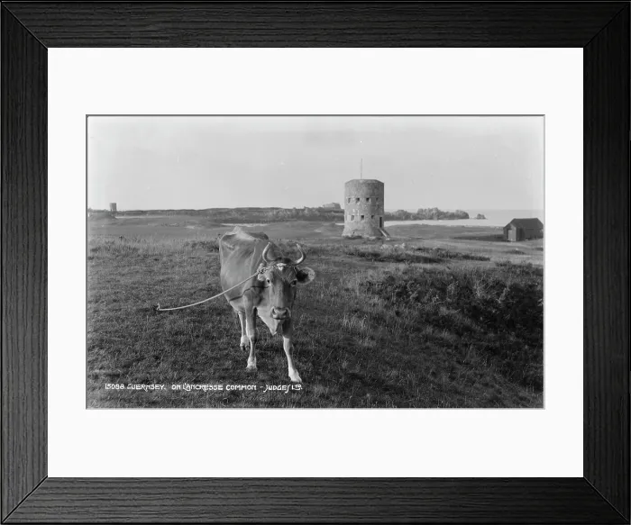 Framed Print : Cow on L'Ancresse Common Framed Print : Cow on L'Ancresse Common