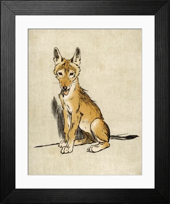Framed Print : Young Jackal Aldin Framed Print : Young Jackal Aldin