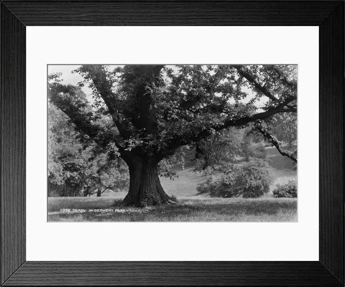 Framed Print : Majestic Tree in Derwent Park Framed Print : Majestic Tree in Derwent Park