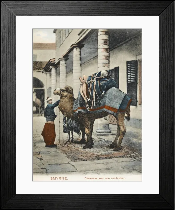Framed Print : Izmir, Turkey - A Fine Camel Framed Print : Izmir, Turkey - A Fine Camel
