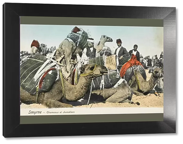 Izmir, Turkey - Camels and Camel Drivers
